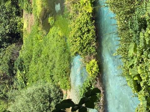       Brilliant turquoise spring water winds through lush green vegetation at the Blue Eye.
  