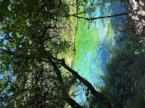       Sunlight filters through leaves onto vivid emerald water in a forested river pool.
  