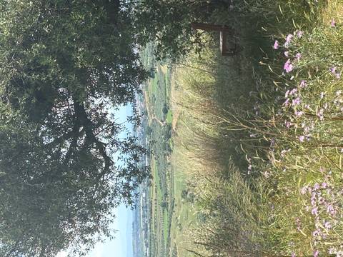       Wildflowers and tall grasses frame a distant countryside path beneath an overhanging tree.
  