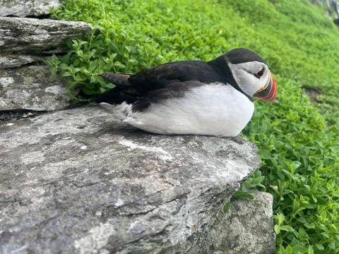       Close-up of a puffin resting on a rocky ledge with green vegetation
  