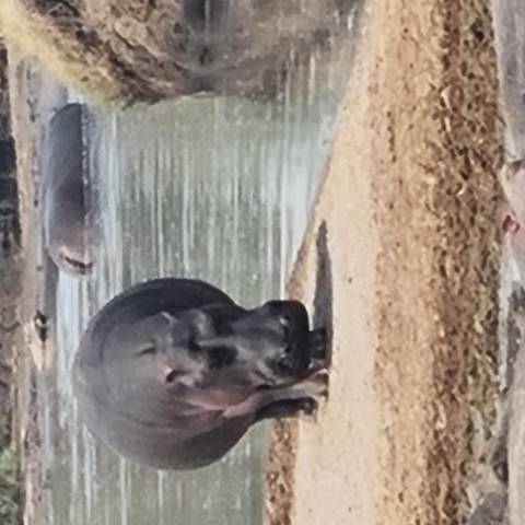      Blurry close shot of a hippo standing at the edge of a river with another in the background.
  