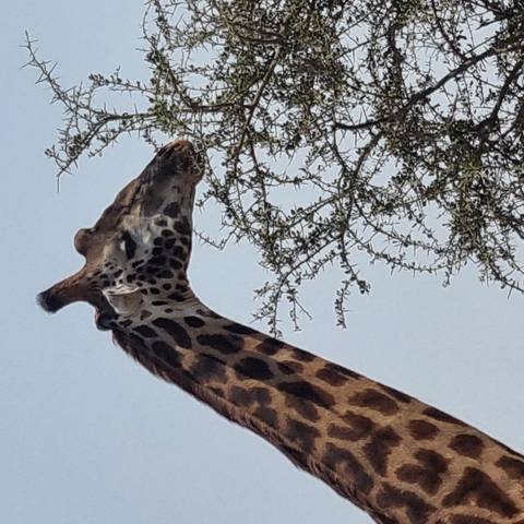       Side portrait of a giraffe nibbling on an acacia branch under a pale blue sky.
  