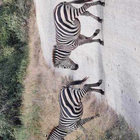       Two zebras crossing a dusty safari track bordered by dry grass and bushes.
  