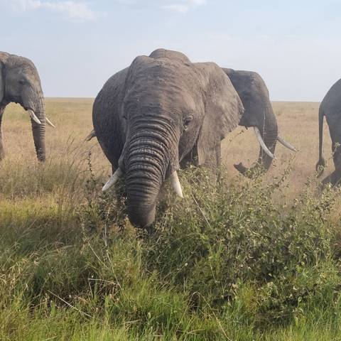       Close encounter with a dusty elephant herd foraging among tall grasses on the savannah.
  