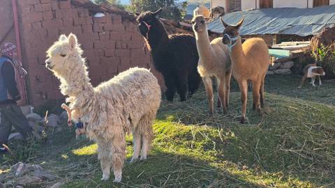       Group of alpacas and llamas grazing on grassy mound near adobe walls in Andean village light.
  