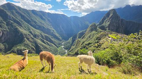       Three llamas grazing on green ridge with dramatic view over Machu Picchu and surrounding valley.
  