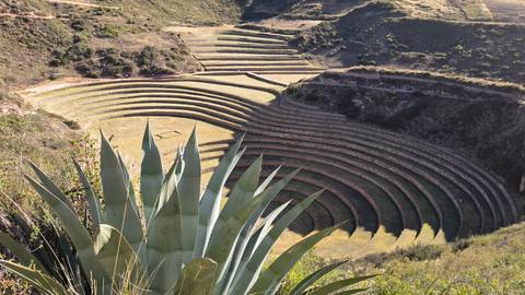       Circular agricultural terraces of Moray viewed from above with agave plant in foreground.
  