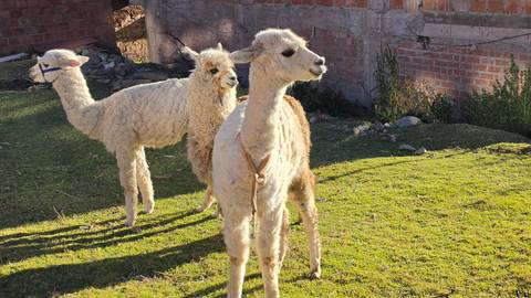       Young alpacas standing on grassy yard against brick walls in warm light.
  