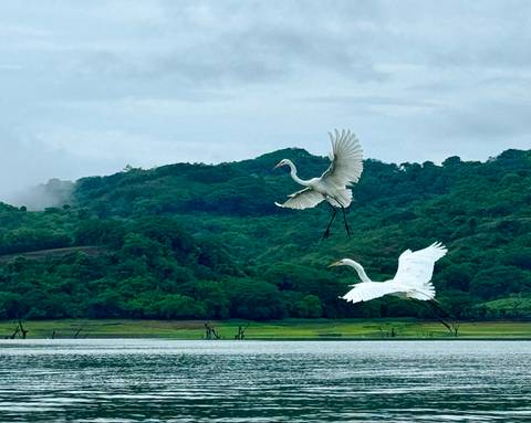       Two white egrets in mid-flight above a lake with lush green hills in the background.
  