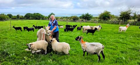       Sheep farmer feeding flock of assorted sheep in a lush green pasture overlooking the sea.
  
