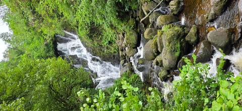       Lush forest waterfall cascades over mossy rocks surrounded by dense greenery
  