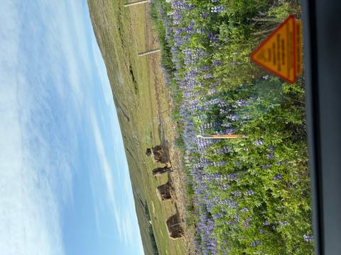       Field of purple lupine flowers with cut hay bales and rolling hills beneath a streaky sky
  