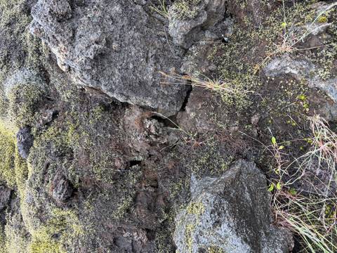       Close-up of rough volcanic rocks covered in tiny yellow-green mosses
  