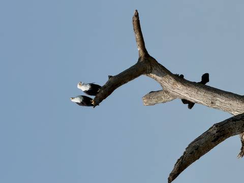       Pair of African fish eagles perched high on a dead tree against a clear blue sky.
  