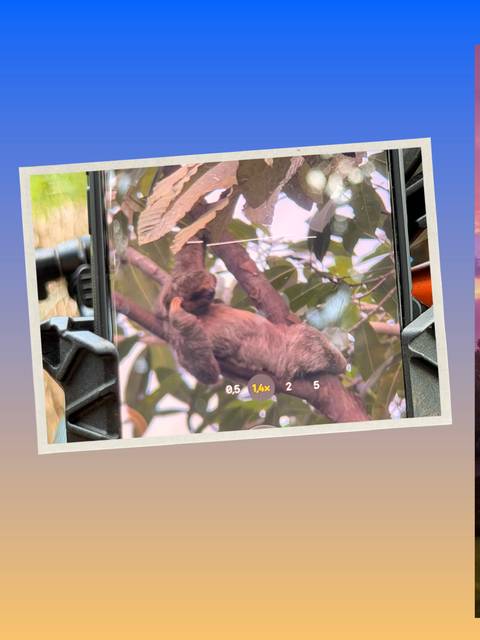       Mobile phone screen zoomed in on a lounging sloth while mounted on a jungle spotting scope.
  