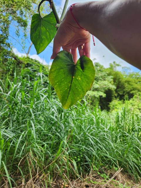       Heart-shaped green leaf held up against a backdrop of tall grass and tropical trees.
  