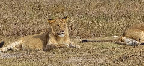       A lioness rests on dry grass in open savannah, gazing alertly ahead.
  