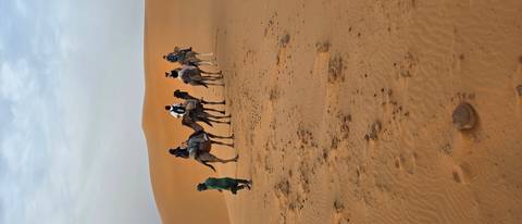       Caravan of tourists riding camels led by a guide across towering sand dunes in the Sahara.
  
