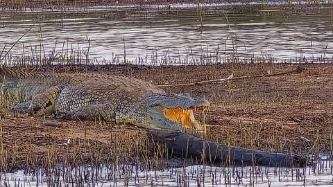       A large crocodile with mouth agape rests on muddy ground beside a rippling lake.
  
