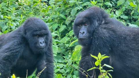       Two mountain gorillas stand amid dense green foliage, observing quietly.
  