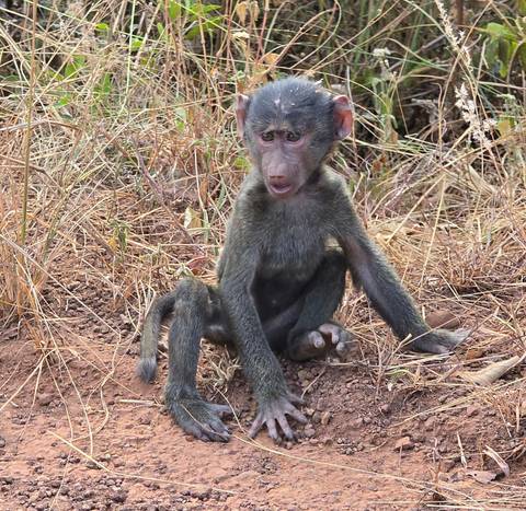       Young baboon sits on dry earth surrounded by tall, straw-colored grasses.
  
