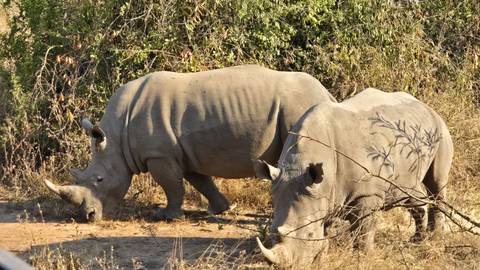       Two white rhinos graze amid dry woodland vegetation.
  