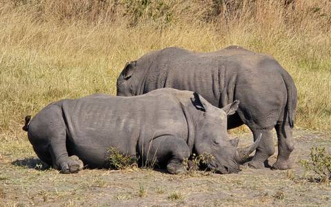       Pair of rhinos lie resting on dusty ground surrounded by tall dry grass.
  