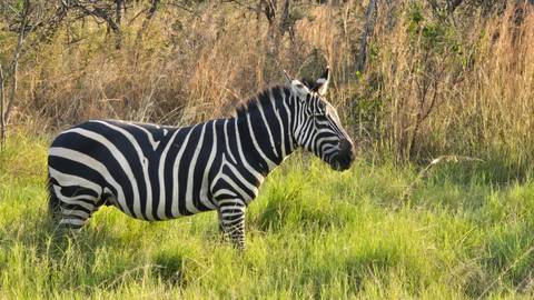       Zebra stands alert in lush green grass beside sparsely wooded terrain.
  