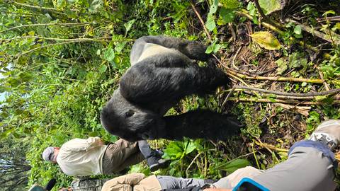       Large silverback gorilla strides toward a trekking group in dense jungle foliage.
  