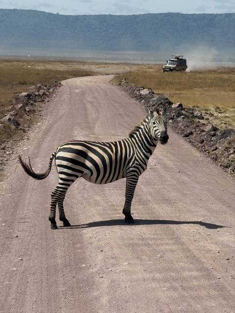       A lone zebra stands on a dusty safari track cutting through the African savanna, looking toward the camera.
  