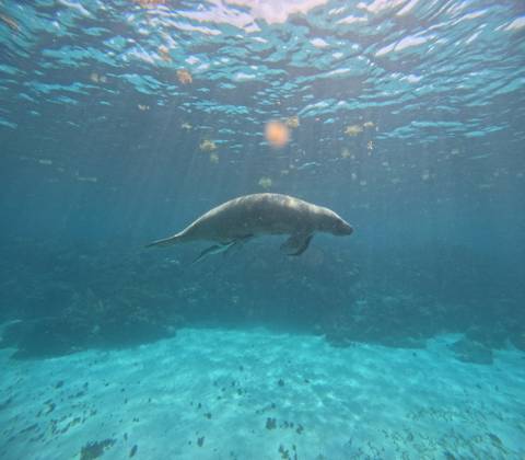       Underwater image of a manatee gliding over a coral reef in clear blue water.
  