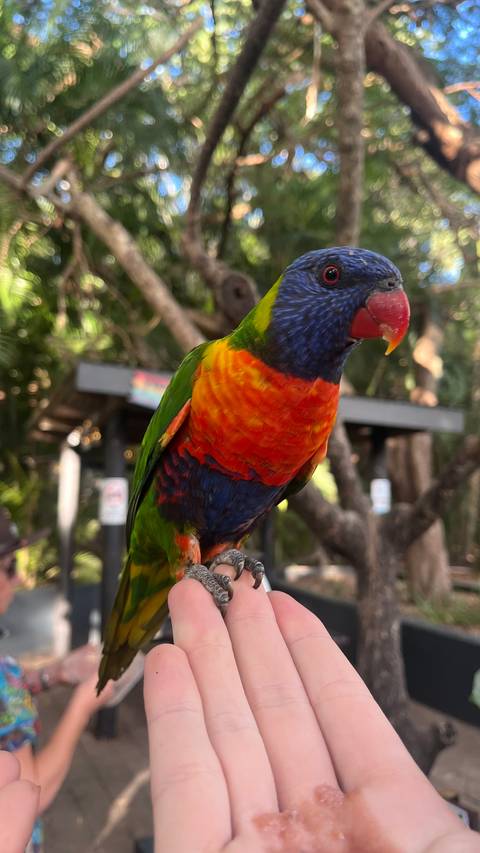       Close-up of a vibrant rainbow lorikeet perched on a hand with soft forest background
  