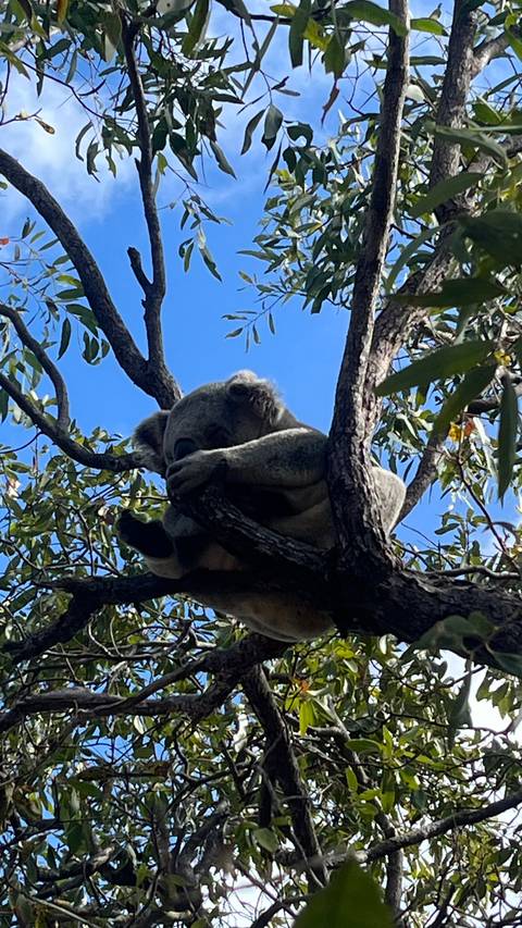       Koala resting in the fork of a eucalyptus tree against a blue sky
  