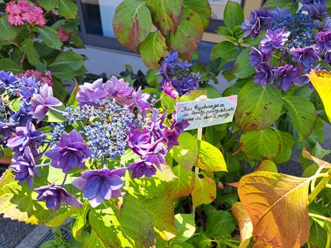       Close-up of vibrant purple hydrangea blooms with a handwritten plant label in bright sunlight.
  