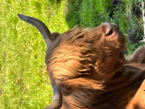       Close-up of a shaggy-haired Highland cow resting on green grass in sunlight.
  