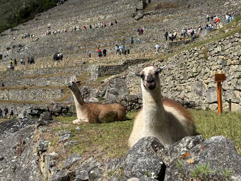      Two llamas resting on the grassy terraces of Machu Picchu with visitors above.
  