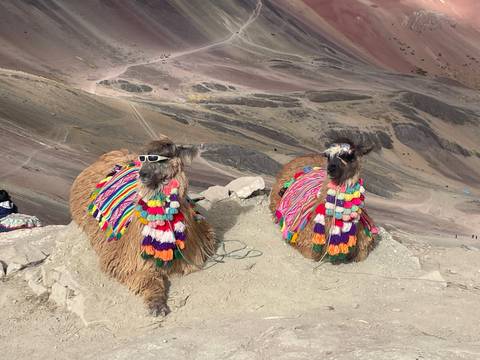       Duplicate photo of festively adorned llamas at Peru's Rainbow Mountain.
  