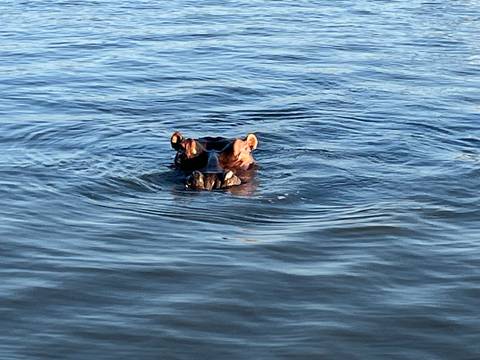       Hippo peeks above rippling blue water with ears and eyes visible.
  