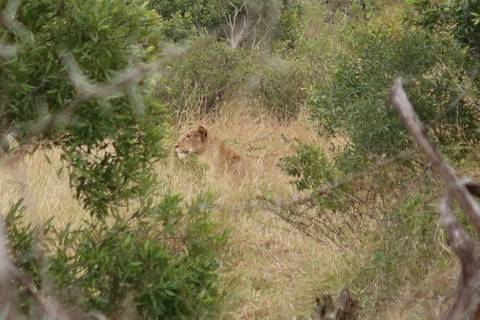       Lion partially hidden among bushes and tall grass.
  