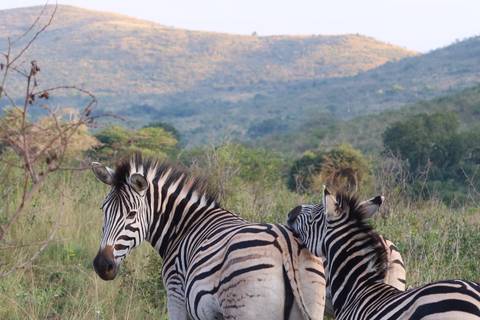       Two zebras side by side with rolling hills in the background.
  