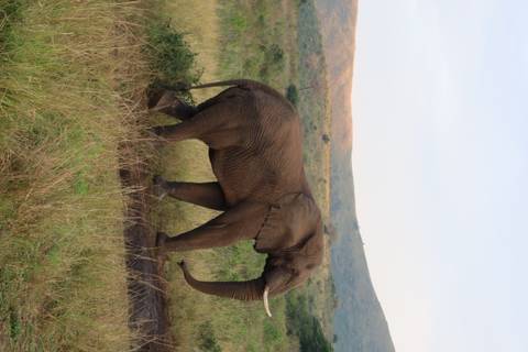       Single elephant walking across grassy wetlands with rolling hills behind.
  