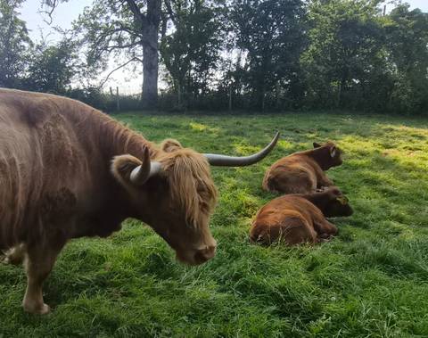       Scottish Highland cattle grazing and resting on lush green pasture in soft light.
  