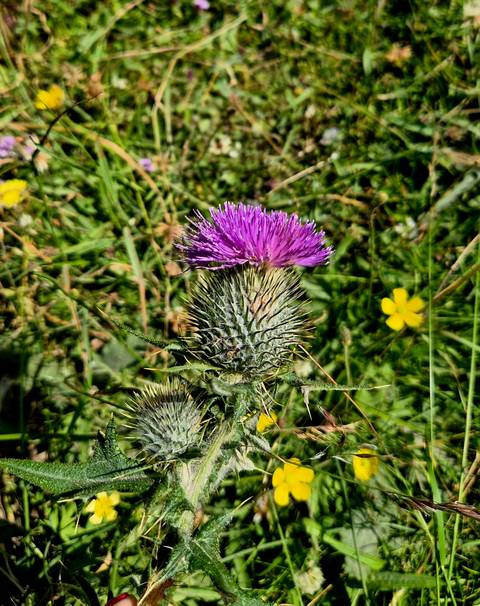      Close-up macro of a purple thistle bloom against green Scottish meadow grasses.
  