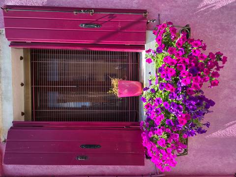       Bright magenta and purple flowers spill from a window box beneath matching painted shutters and blinds.
  