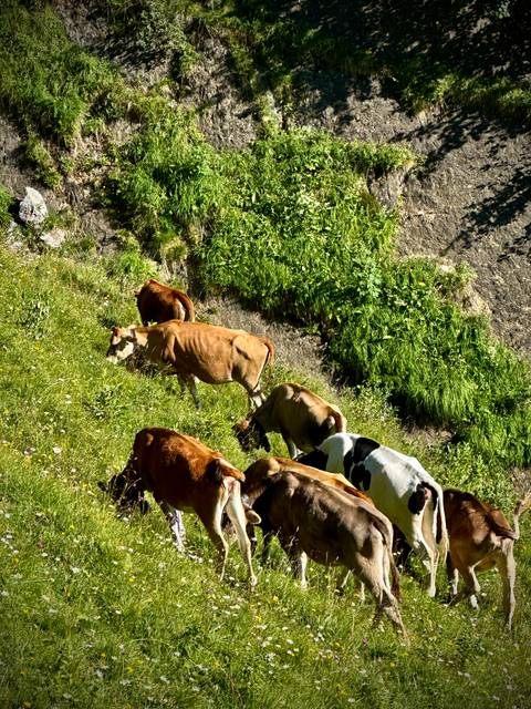       Herd of cows grazing on a steep, grassy hillside dotted with wildflowers in bright sunshine.
  