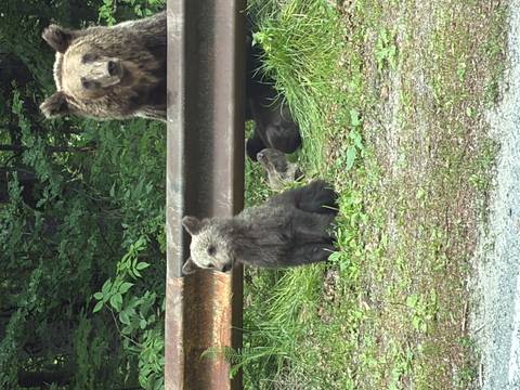       Brown bear mother and cubs resting by a roadside guardrail in a forested area.
  