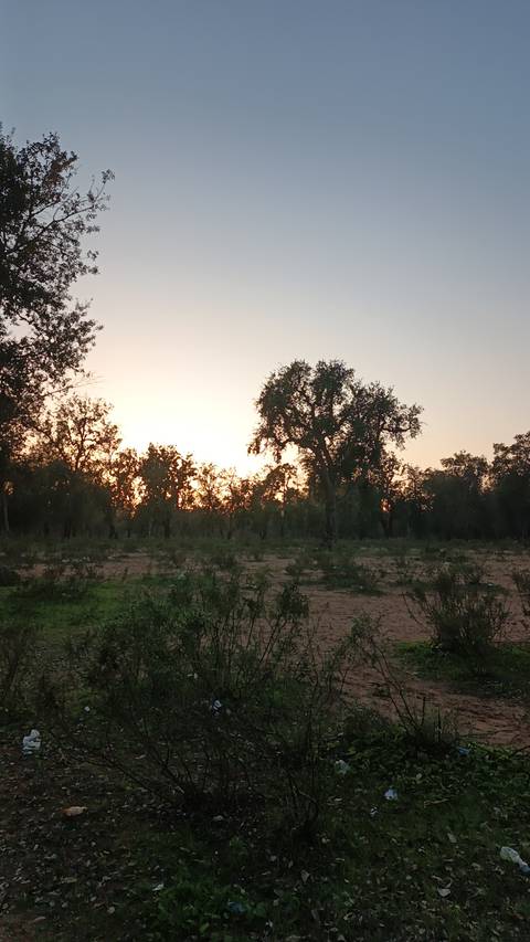       Serene sunset silhouette of cork oak trees in a scrubland landscape in Morocco
  