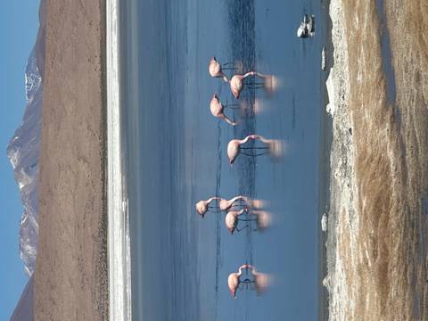       A flock of pink flamingos wades and feeds in a shimmering blue lagoon backed by snow-tipped mountains.
  