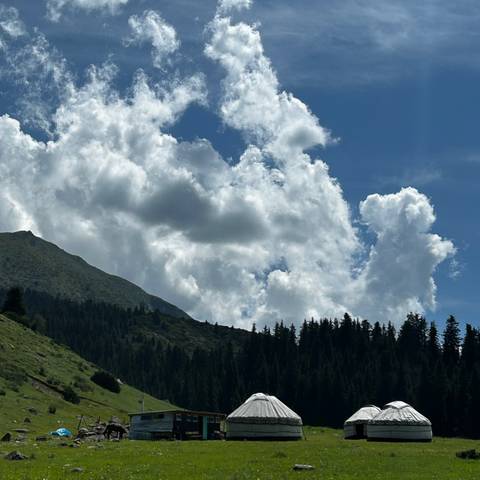       Pine-covered mountain slope under towering cumulus clouds and deep blue sky.
  