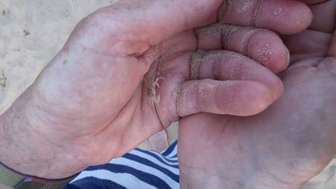       Close-up of an elderly hand gently holding a tiny sand crab on the beach.
  